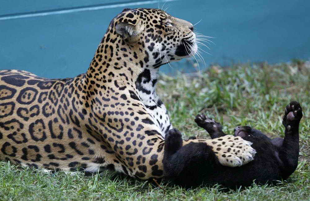 Ягуары в зоопарке города Лима